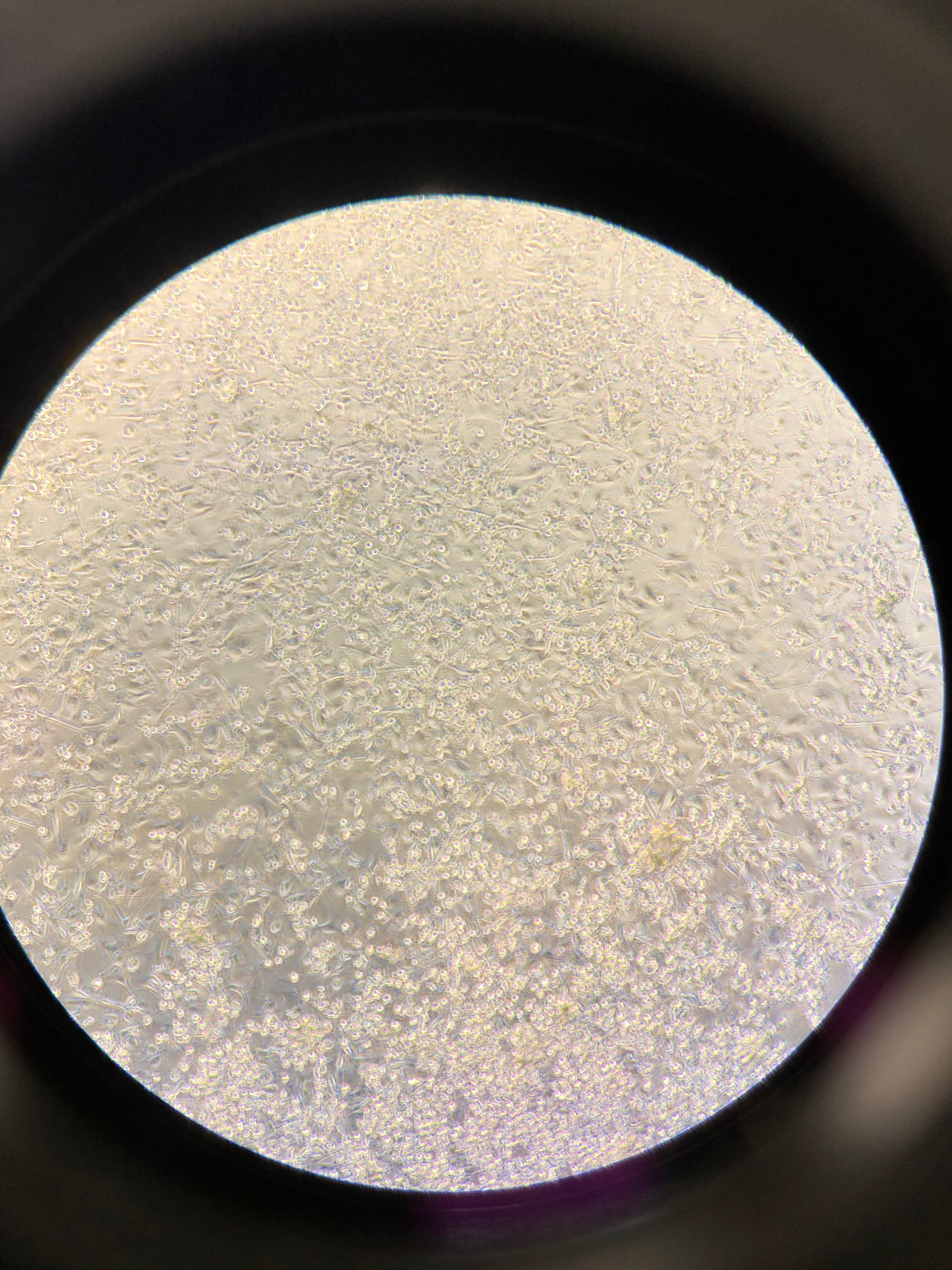 Recombinant Human IL-4 Protein 204-IL