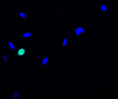 Recombinant Human IL-6 Protein 206-IL