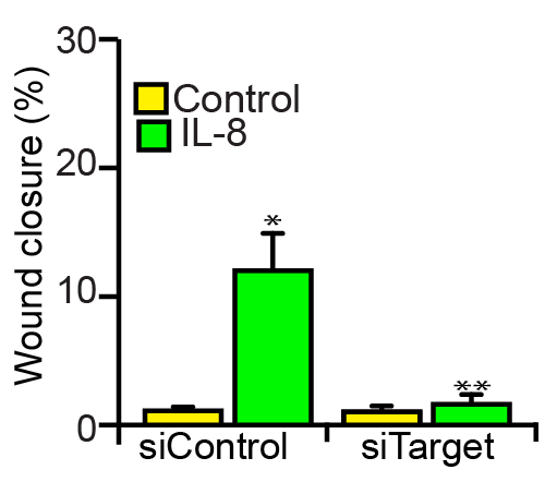 Recombinant Human IL-8/CXCL8 Protein 208-IL
