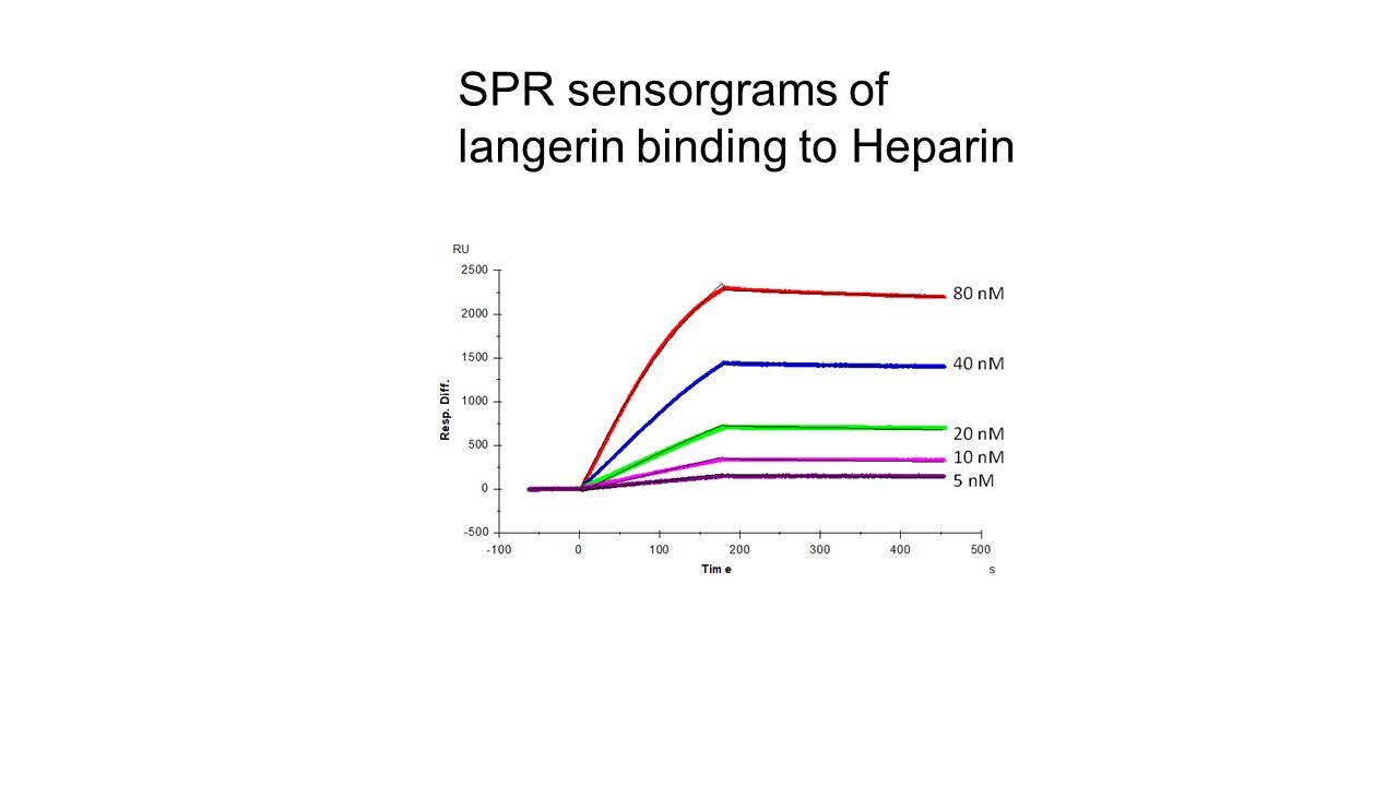 Recombinant Human Langerin/CD207 Protein, CF 2088-LN