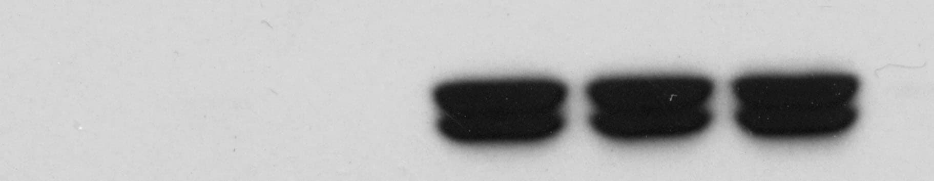Recombinant Human TNF-alpha Protein 210-TA