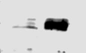 Recombinant Human TNF-alpha Protein 210-TA