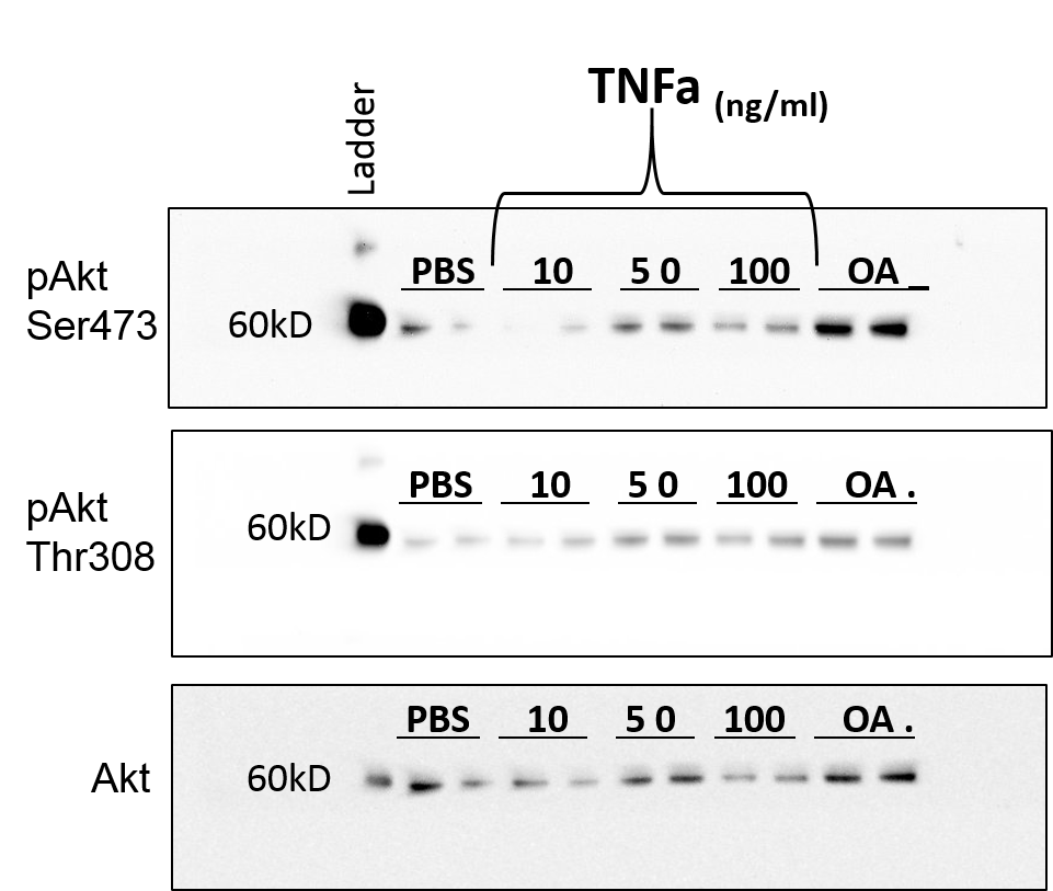 Recombinant Human TNF-alpha Protein 210-TA