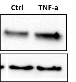 Recombinant Human TNF-alpha Protein 210-TA