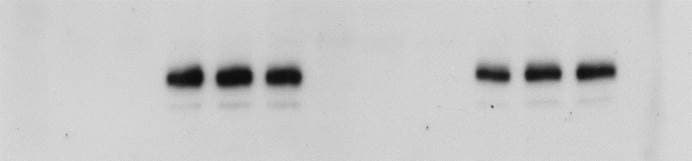 Recombinant Human TNF-alpha Protein 210-TA