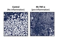 Recombinant Human TNF-alpha Protein 210-TA