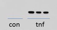 Recombinant Human TNF-alpha Protein 210-TA