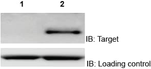 Recombinant Human IL-13 Protein 213-ILB