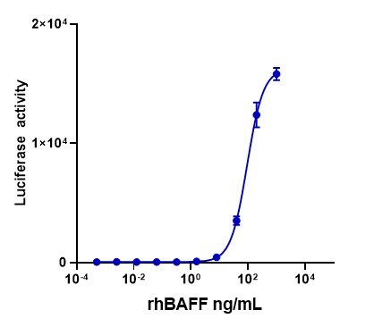 Recombinant Human BAFF/BLyS/TNFSF13B Protein 2149-BF