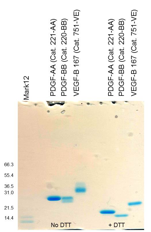 Recombinant Human PDGF-BB Protein, CF 220-BB