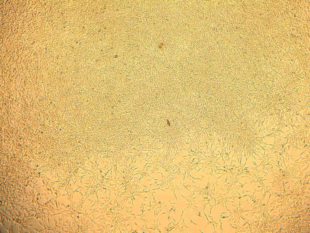 Recombinant Human PDGF-BB Protein, CF 220-BB