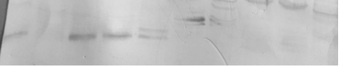 Recombinant Mouse MBL-2 Protein 2208-MB