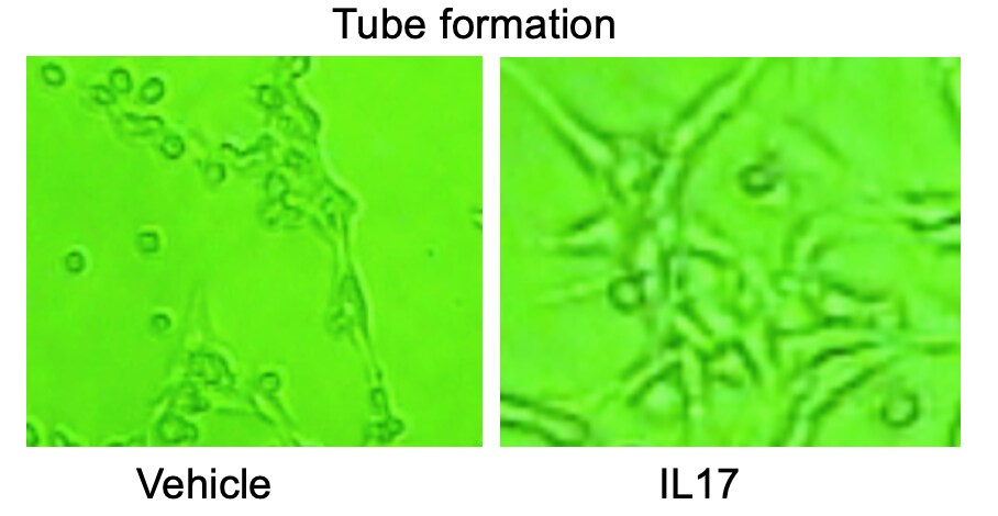 Recombinant Mouse IL-17RD/SEF Protein 2276-ML
