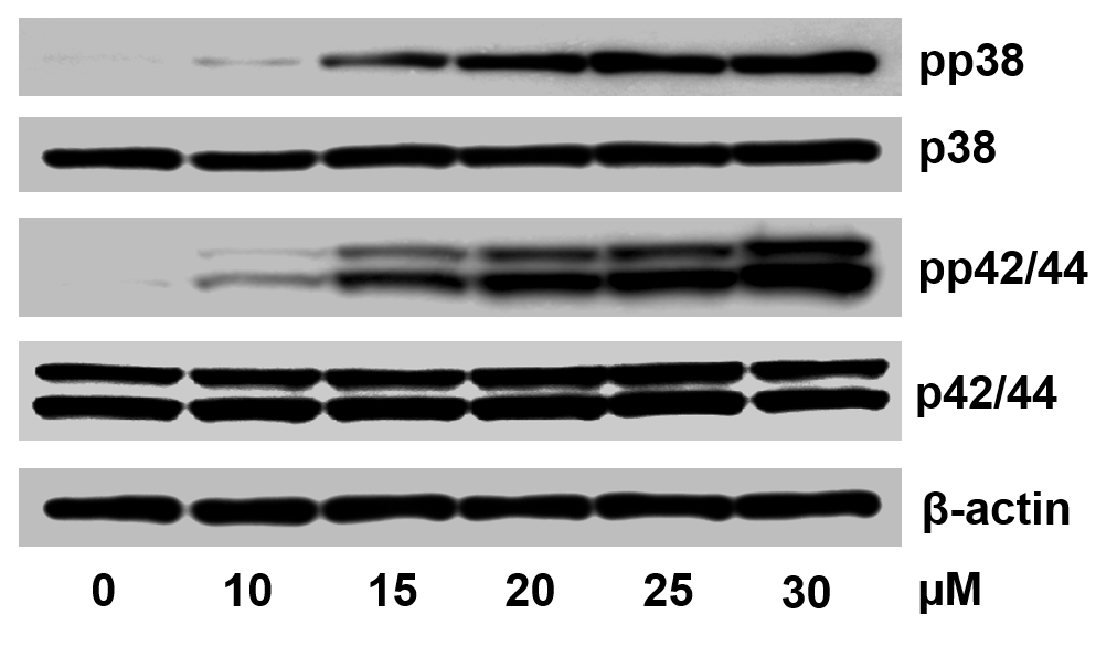 15-deoxy-Δ-12,14-Prostaglandin J2 2306