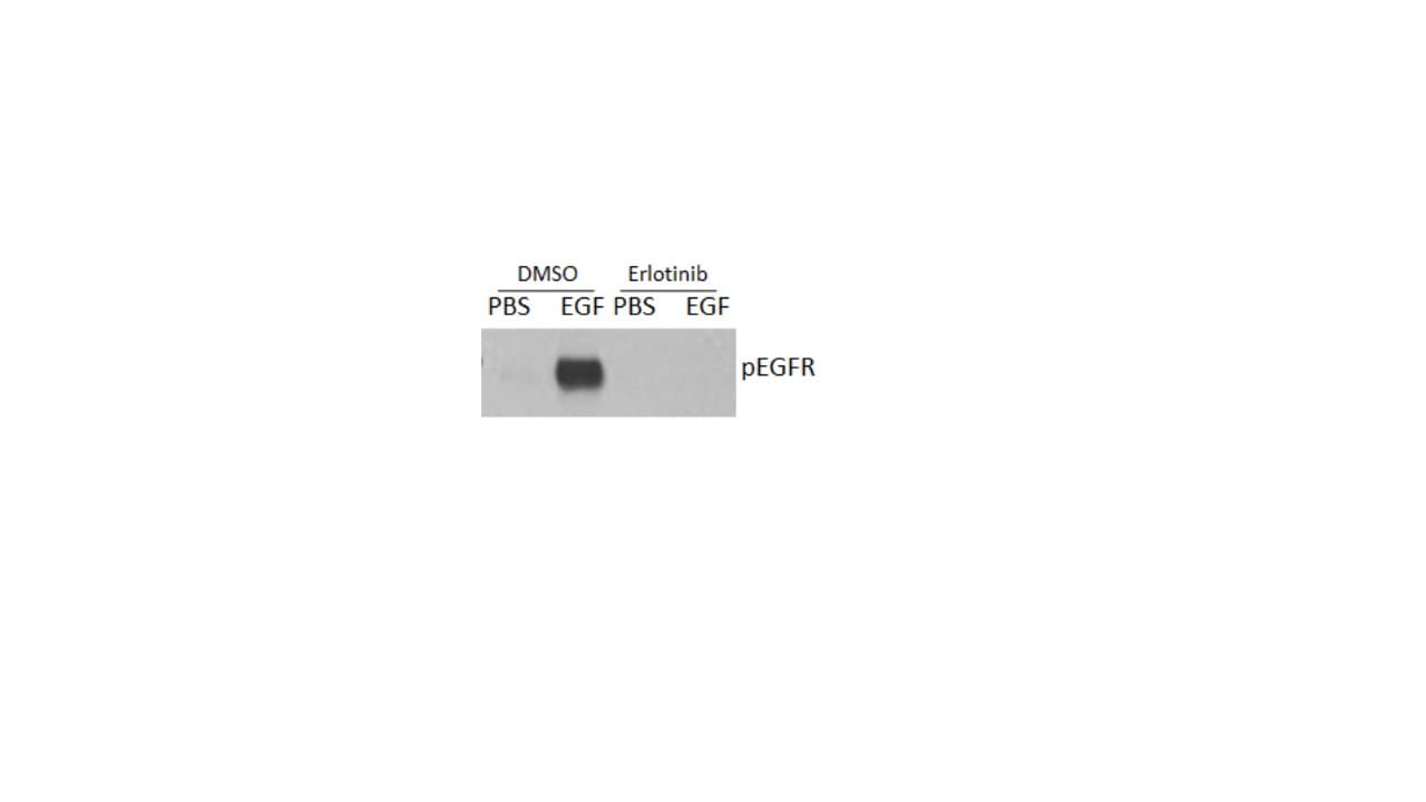 Recombinant Human EGF Protein, CF 236-EG