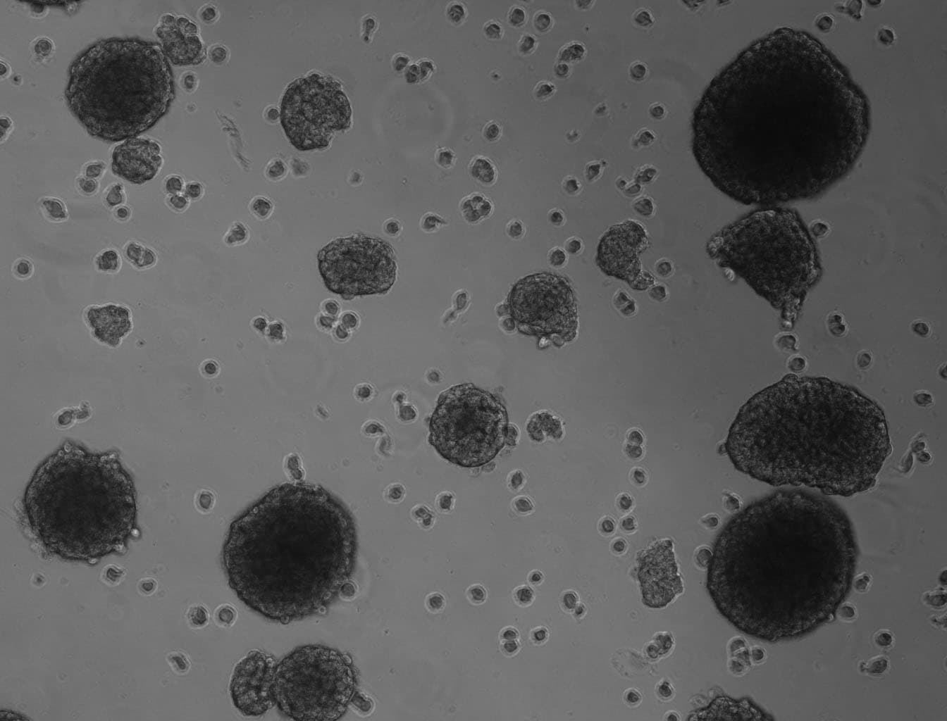 Recombinant Human EGF Protein, CF 236-EG