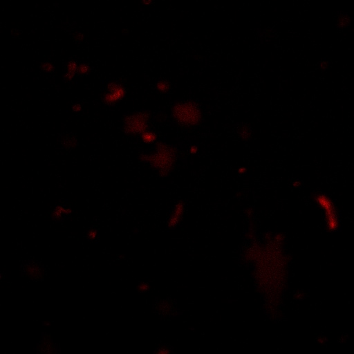 Recombinant Human EGF Protein, CF 236-EG