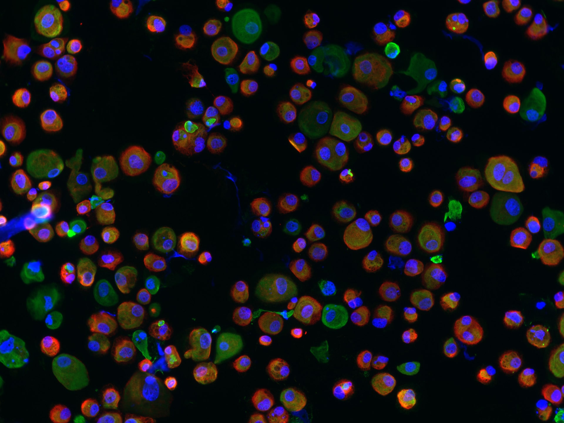 Recombinant Human EGF Protein, CF 236-EG