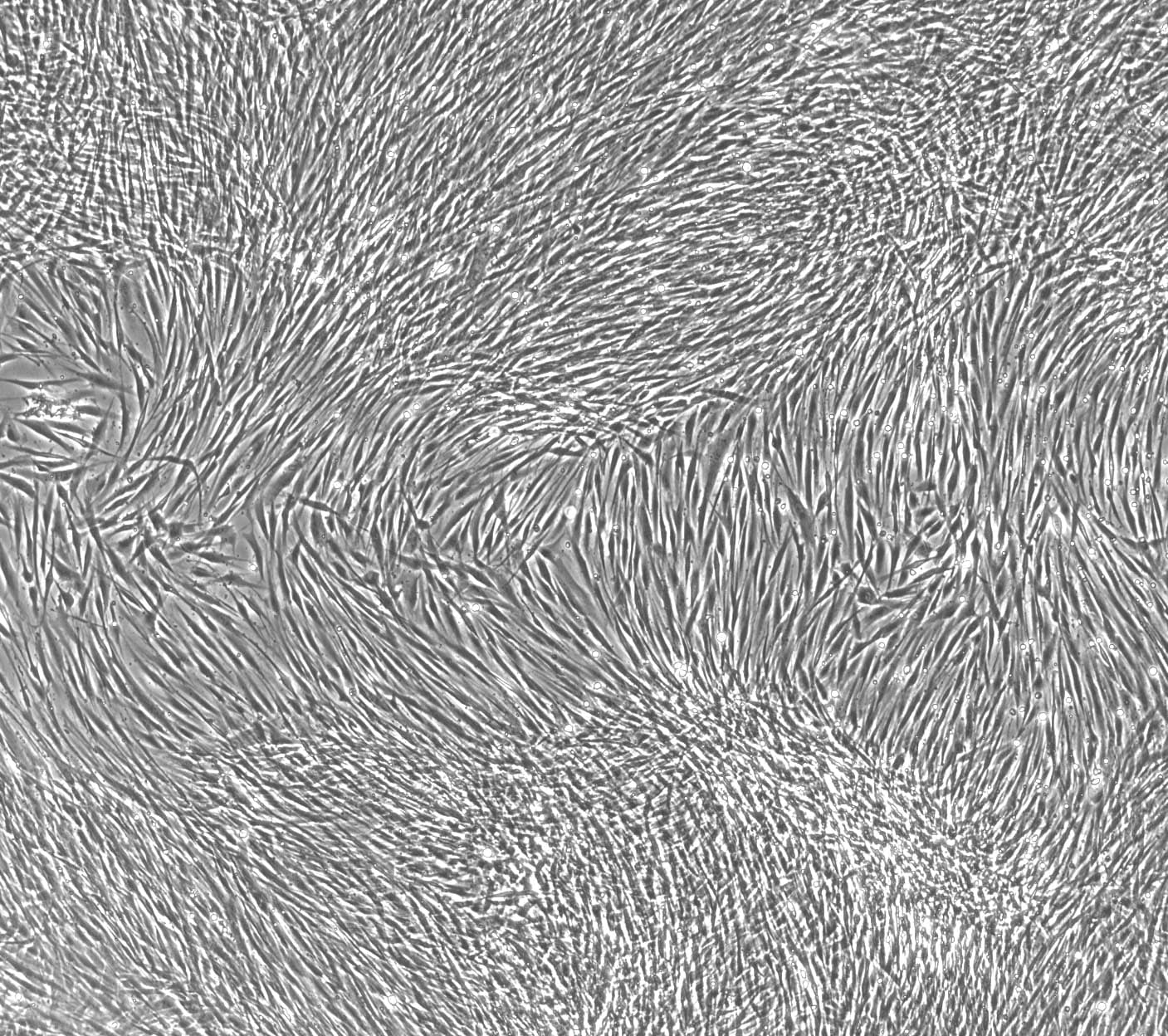 Recombinant Human EGF Protein, CF 236-EG