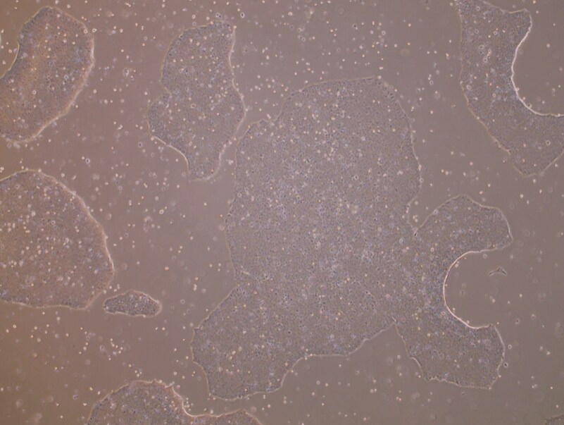 Recombinant Human EGF Protein, CF 236-EG