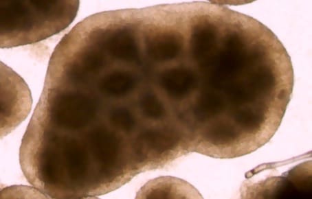 Recombinant Human EGF Protein, CF 236-EG