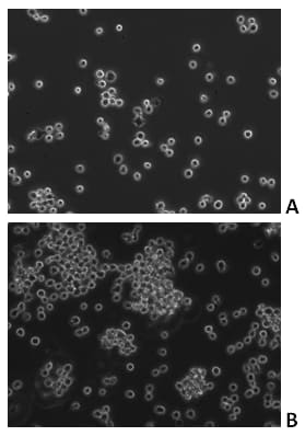 Recombinant Human EGF Protein, CF 236-EG