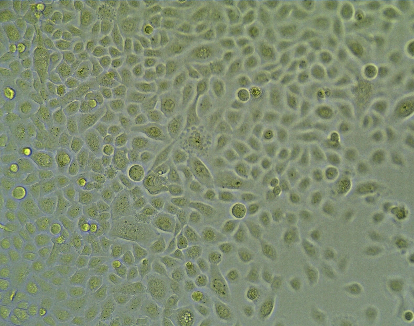 Recombinant Human EGF Protein, CF 236-EG