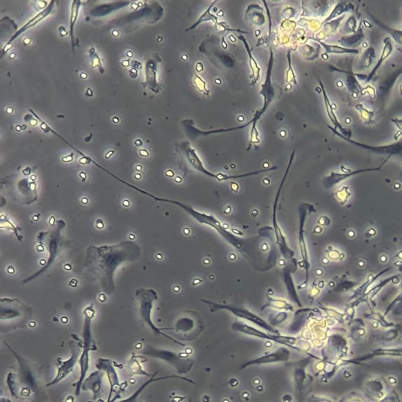 Recombinant Human EGF Protein, CF 236-EG