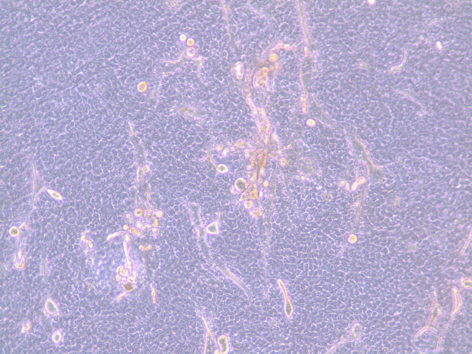 Recombinant Human EGF GMP Protein, CF 236-GMP