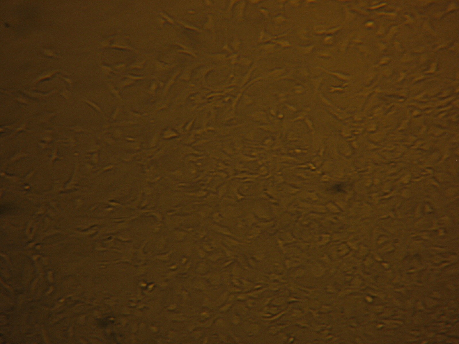 Recombinant Human TGF-alpha Protein, CF 239-A