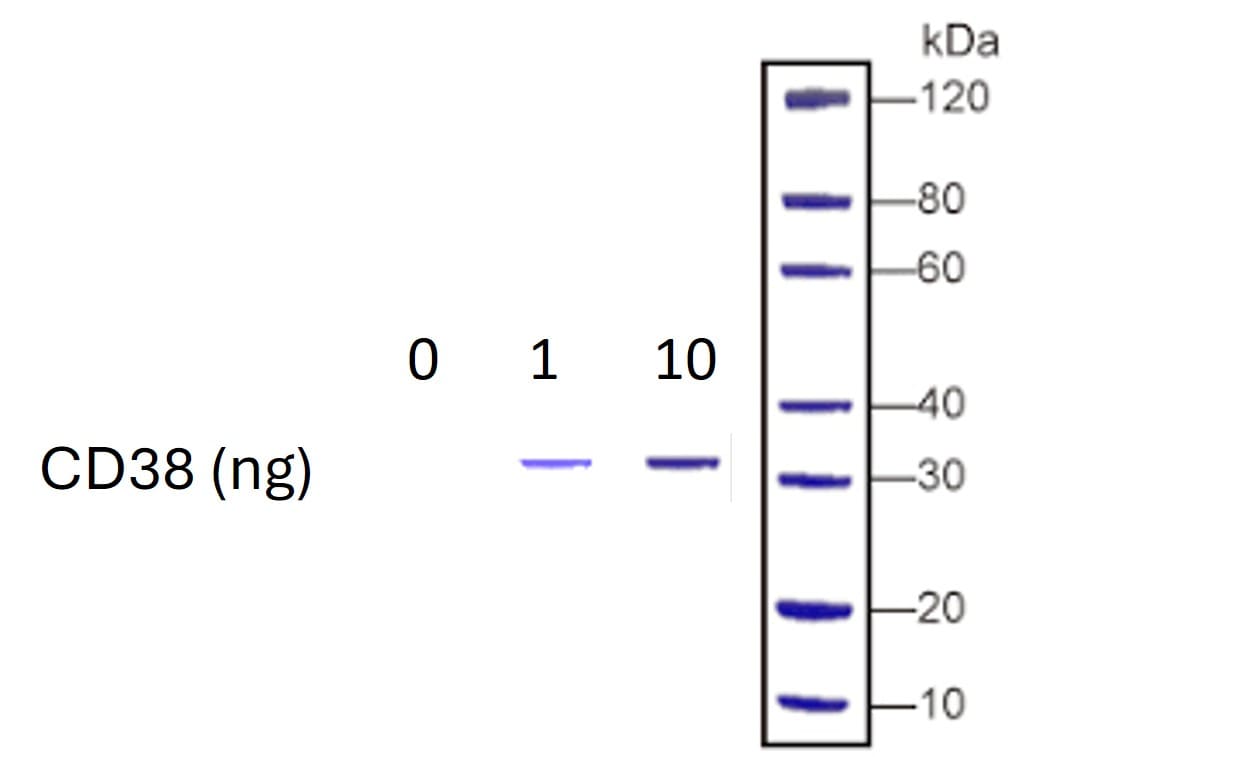 Recombinant Human CD38 Protein, CF 2404-AC