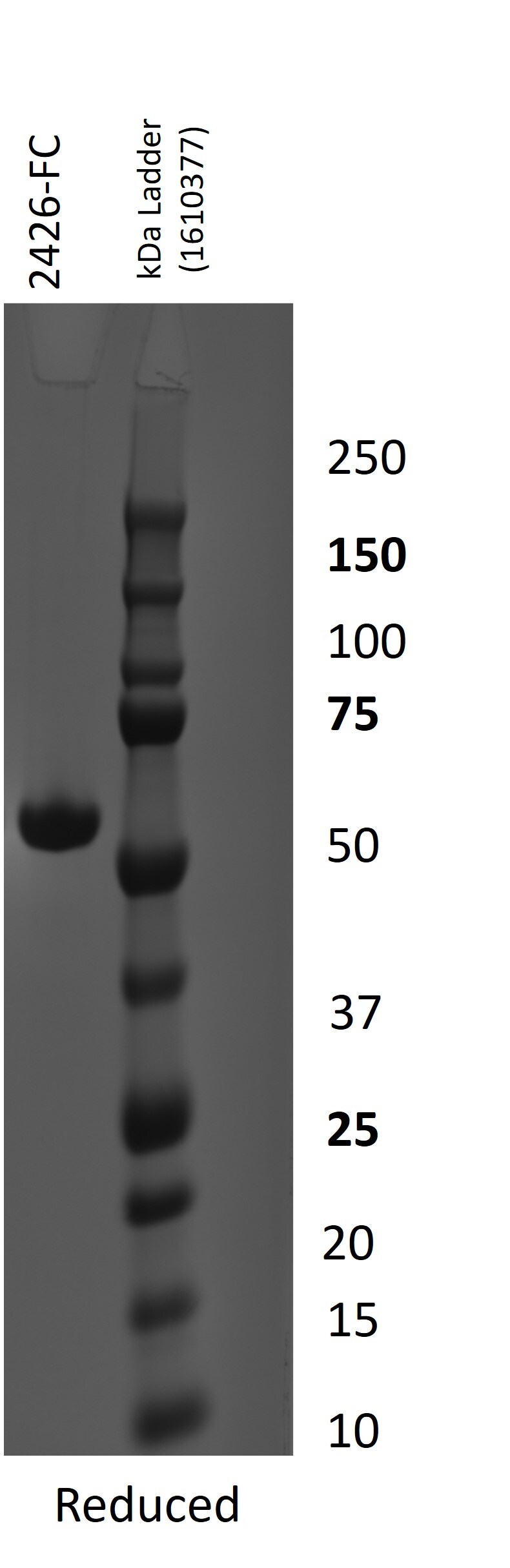 Recombinant Human FCRL4/FcRH4 His-tag Protein, CF 2426-FC
