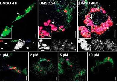 Arcyriaflavin A 2457