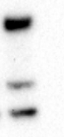 Recombinant Human RGM-A Protein, CF 2459-RM