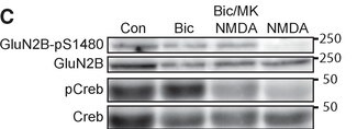 (-)-Bicuculline methiodide 2503
