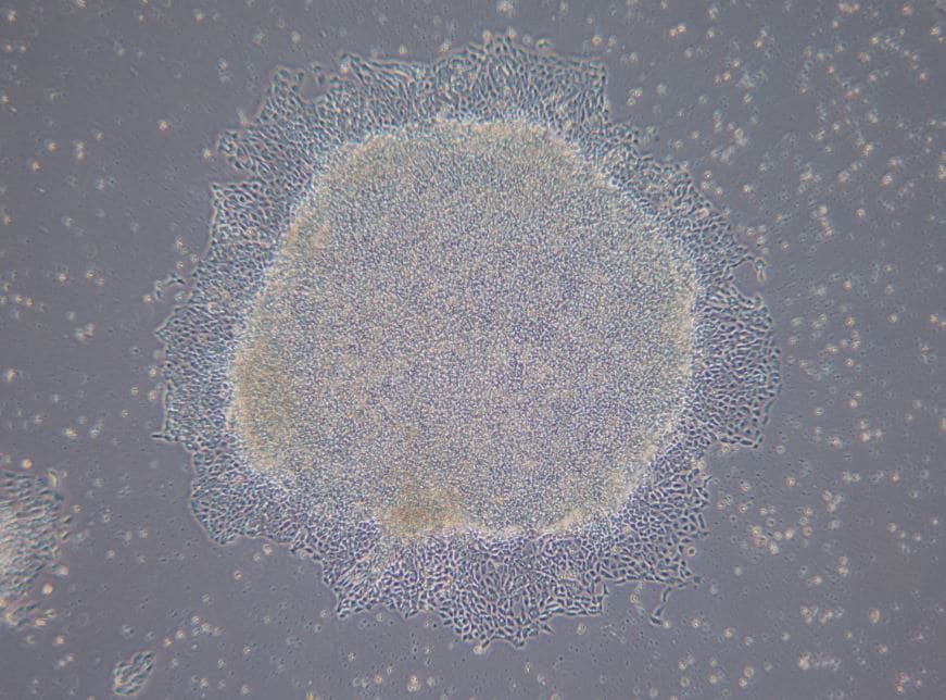 Recombinant Human SCF Protein 255-SC