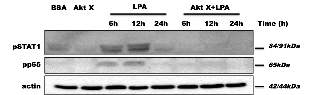 10-DEBC hydrochloride 2558