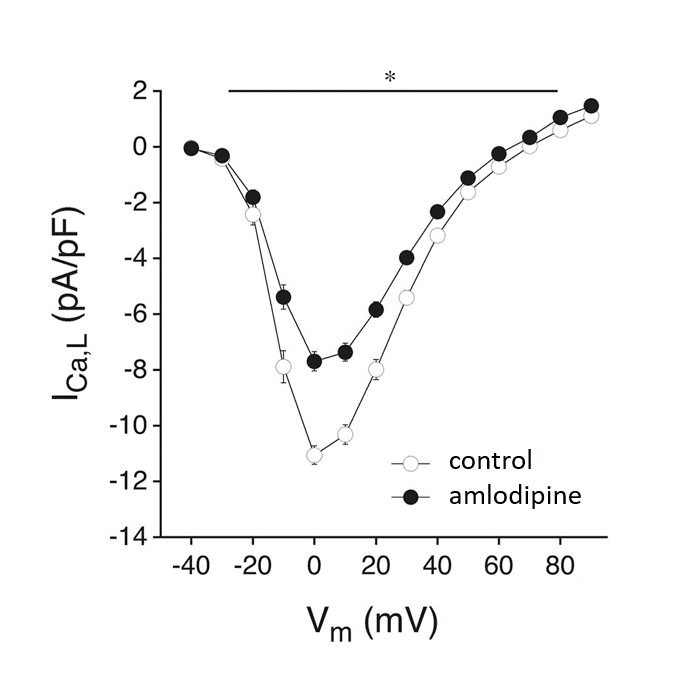 Amlodipine besylate 2571