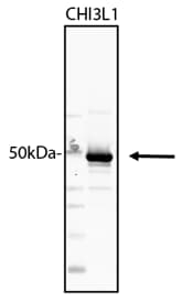 Recombinant Human Chitinase 3-like 1/YKL-40 Protein, CF 2599-CH