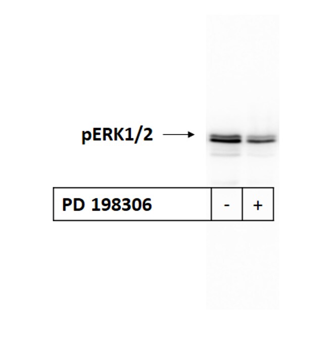 PD 198306 2605