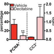Decitabine 2624