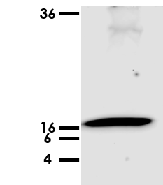 Porcine IFN‑ alpha  Antibody 27105-1