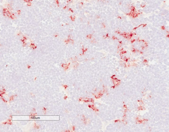 Porcine IFN‑ alpha  Antibody 27105-1