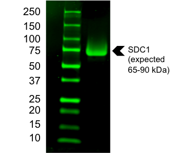 Recombinant Human Syndecan-1 Protein, CF 2780-SD