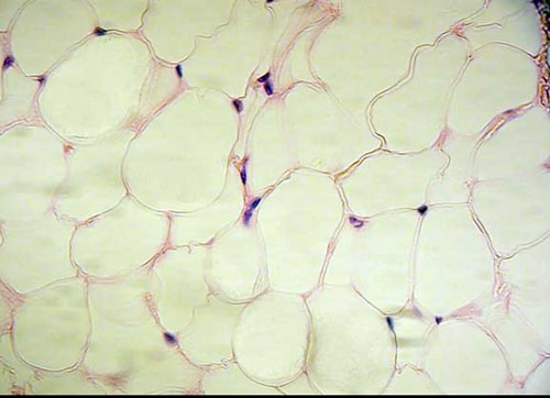 Heparin sodium salt 2812