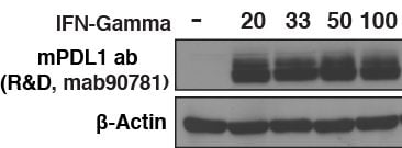 Recombinant Human IFN-gamma Protein 285-IF