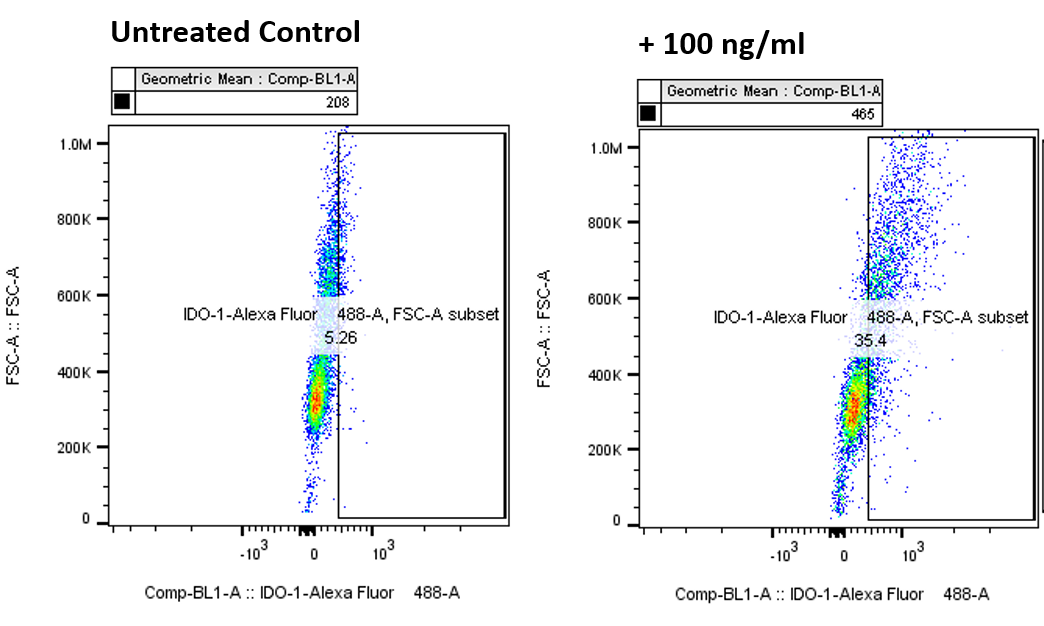 Recombinant Human IFN-gamma Protein 285-IF