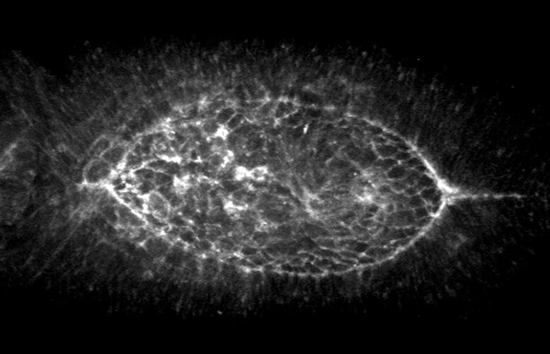 HC 030031 2896