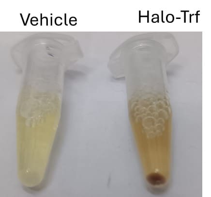 Human Holo-Transferrin Protein, CF 2914-HT