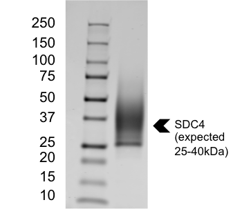Recombinant Human Syndecan-4 Protein, CF 2918-SD
